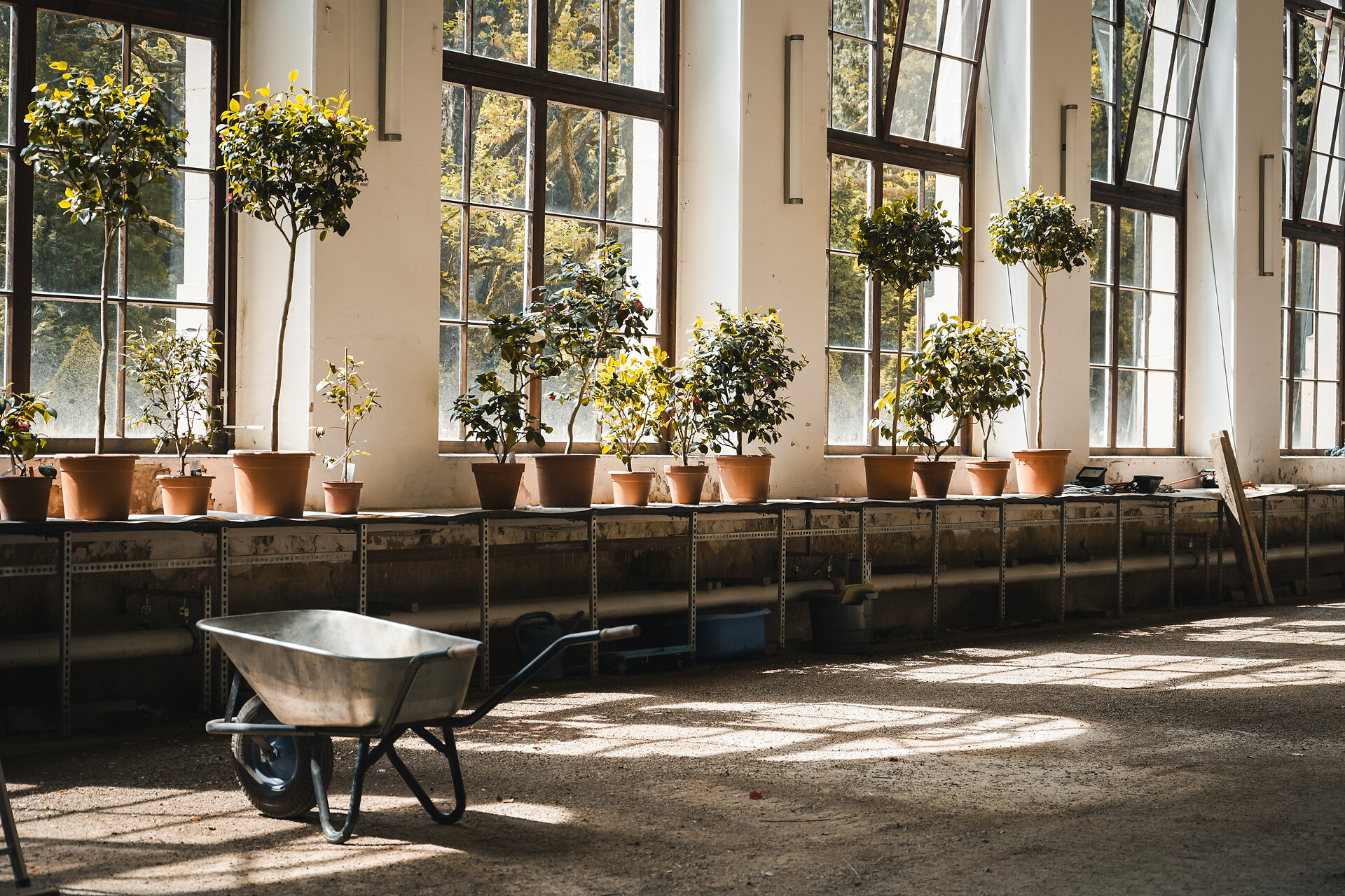 Innenansicht der Pillnitzer Orangerie mit exotischen Kübelpflanzen und hohen Fenstern.